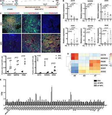 Depletion of Demethylase KDM6 Enhances Early Neuroectoderm Commitment of Human PSCs